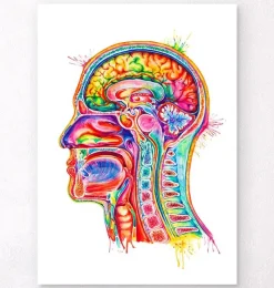 Codex Anatomicus Head & Face^Head section anatomy art - Watercolor splash