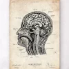 Codex Anatomicus Head & Face | Brain Anatomy^Head section anatomy I