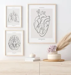 Codex Anatomicus Heart Anatomy^Heart anatomy - Line Art