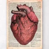 Codex Anatomicus Heart Anatomy^Heart anatomy - Old dictionary page