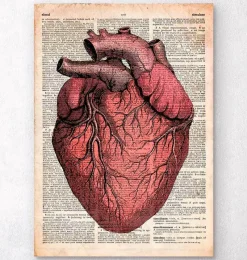 Codex Anatomicus Heart Anatomy^Heart anatomy - Old dictionary page