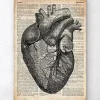 Codex Anatomicus Heart Anatomy^Heart anatomy - Old dictionary page