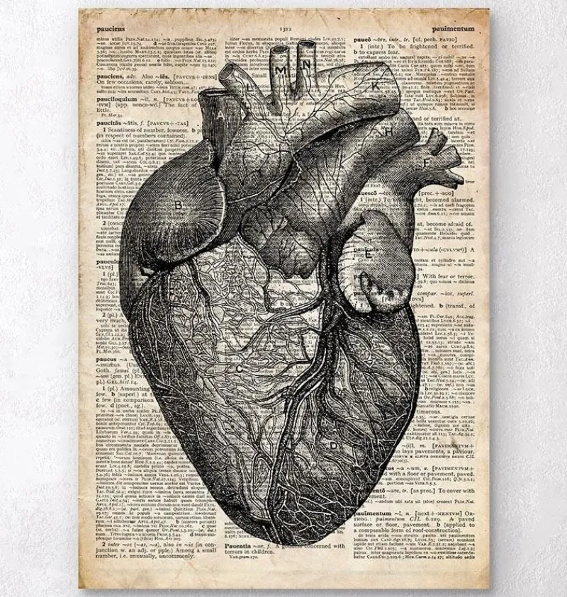 Codex Anatomicus Heart Anatomy^Heart anatomy - Old dictionary page