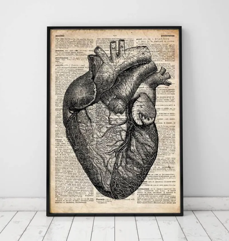 Codex Anatomicus Heart Anatomy^Heart anatomy - Old dictionary page