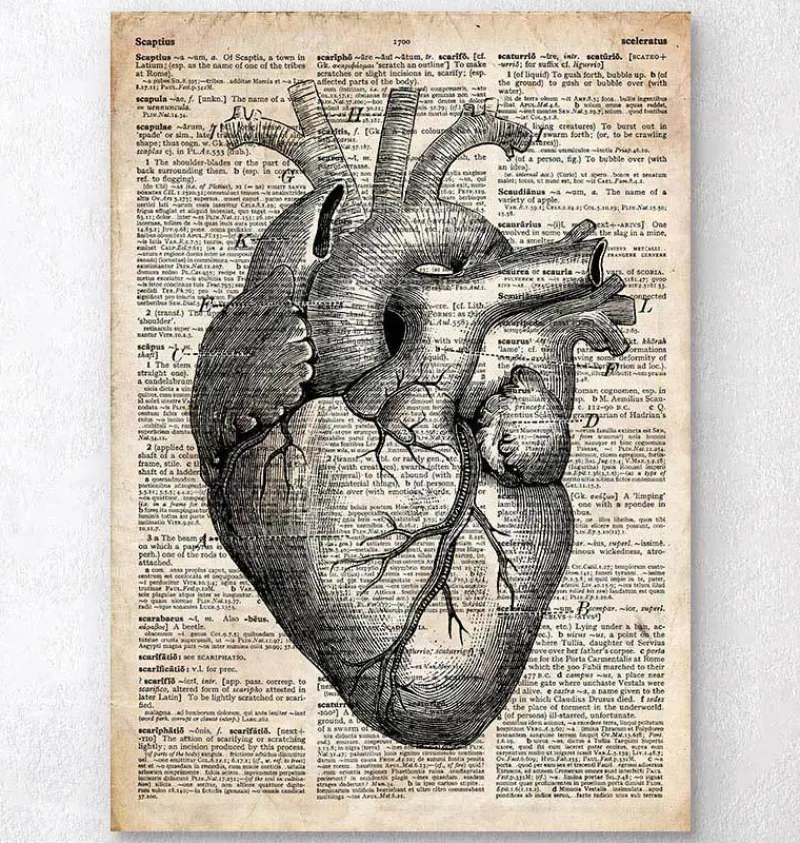 Codex Anatomicus Heart Anatomy^Heart anatomy art II - Old dictionary page