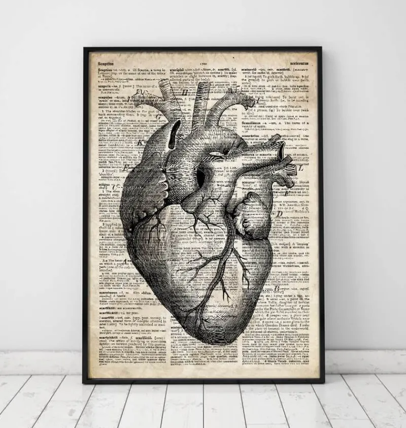 Codex Anatomicus Heart Anatomy^Heart anatomy art II - Old dictionary page