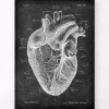Codex Anatomicus Heart Anatomy^Heart anatomy I - Chalkboard