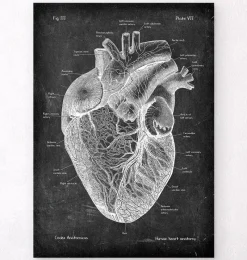 Codex Anatomicus Heart Anatomy^Heart anatomy I - Chalkboard