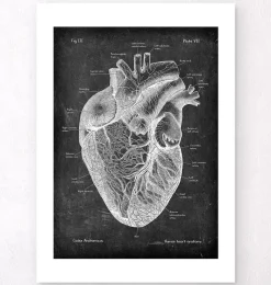 Codex Anatomicus Heart Anatomy^Heart anatomy I - Chalkboard