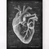 Codex Anatomicus Heart Anatomy^Heart anatomy II - Chalkboard