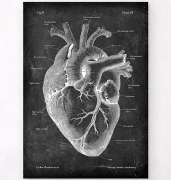 Codex Anatomicus Heart Anatomy^Heart anatomy II - Chalkboard