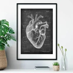 Codex Anatomicus Heart Anatomy^Heart anatomy II - Chalkboard