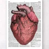 Codex Anatomicus Heart Anatomy^Heart anatomy II - Dictionary page