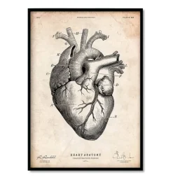 Codex Anatomicus Heart Anatomy^Heart Anatomy Mix - Set of 5