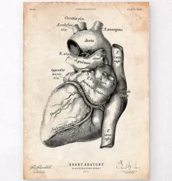 Codex Anatomicus Heart Anatomy^Heart anatomy poster