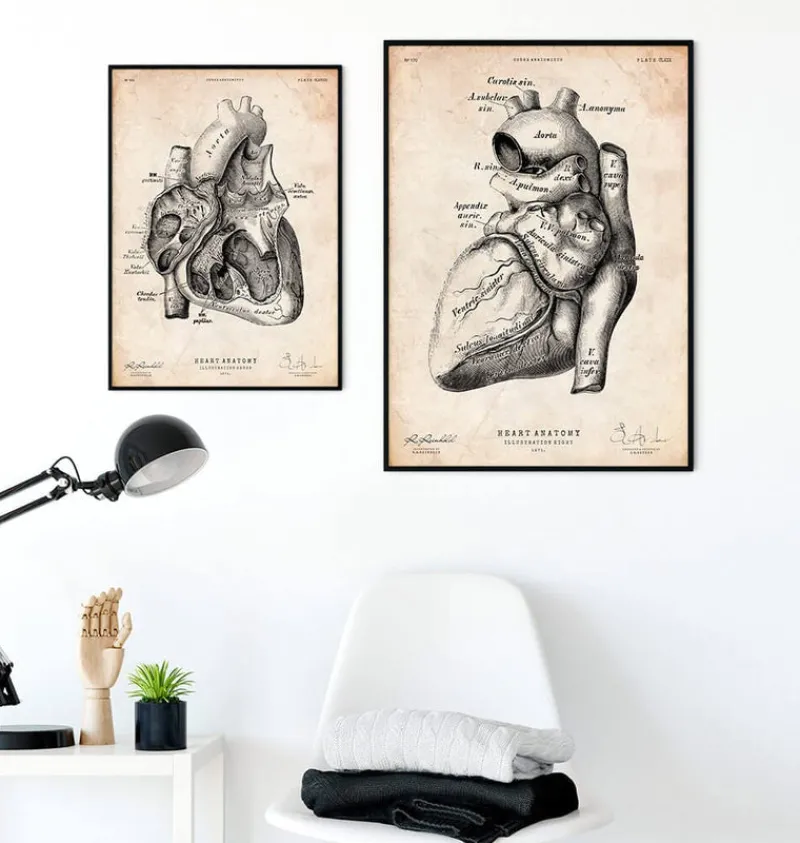 Codex Anatomicus Heart Anatomy^Heart anatomy poster