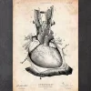 Codex Anatomicus Heart Anatomy^Heart anatomy print III