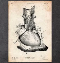 Codex Anatomicus Heart Anatomy^Heart anatomy print III