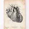 Codex Anatomicus Heart Anatomy^Heart anatomy print IV