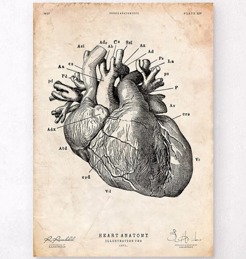 Codex Anatomicus Heart Anatomy^Heart anatomy print IV