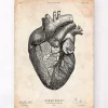 Codex Anatomicus Heart Anatomy^Heart anatomy print VII
