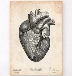 Codex Anatomicus Heart Anatomy^Heart anatomy print VII