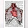 Codex Anatomicus Lungs Anatomy | Heart Anatomy^Heart and lungs - Dictionary page