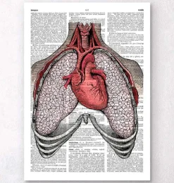 Codex Anatomicus Lungs Anatomy | Heart Anatomy^Heart and lungs - Dictionary page