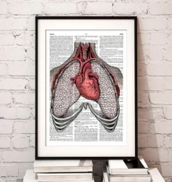 Codex Anatomicus Lungs Anatomy | Heart Anatomy^Heart and lungs - Dictionary page