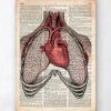 Codex Anatomicus Lungs Anatomy | Heart Anatomy^Heart and lungs - Old dictionary page