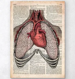 Codex Anatomicus Lungs Anatomy | Heart Anatomy^Heart and lungs - Old dictionary page