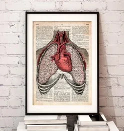 Codex Anatomicus Lungs Anatomy | Heart Anatomy^Heart and lungs - Old dictionary page