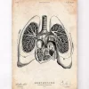 Codex Anatomicus Lungs Anatomy | Heart Anatomy^Heart and Lungs anatomy art V