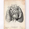 Codex Anatomicus Lungs Anatomy | Heart Anatomy^Heart and Lungs anatomy art I