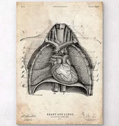 Codex Anatomicus Lungs Anatomy | Heart Anatomy^Heart and Lungs anatomy art II