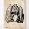 Codex Anatomicus Lungs Anatomy | Heart Anatomy^Heart and Lungs anatomy art IV