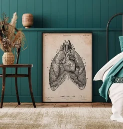 Codex Anatomicus Lungs Anatomy | Heart Anatomy^Heart and Lungs anatomy art III