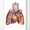 Codex Anatomicus Lungs Anatomy | Heart Anatomy^Heart and lungs anatomy III