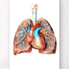 Codex Anatomicus Lungs Anatomy | Heart Anatomy^Heart and lungs anatomy II