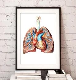 Codex Anatomicus Lungs Anatomy | Heart Anatomy^Heart and lungs anatomy II