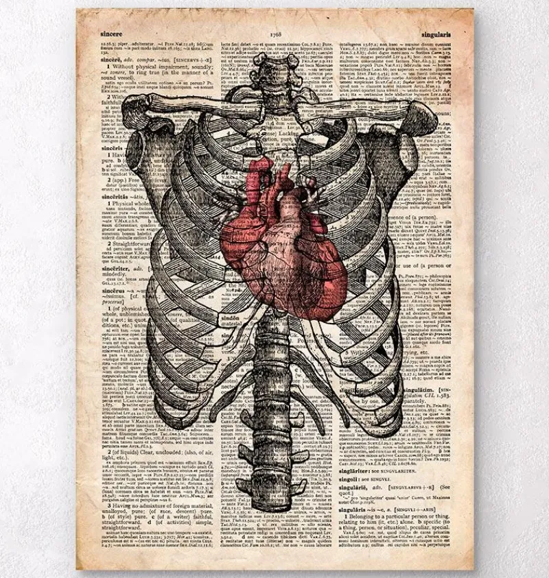 Codex Anatomicus Skull & Skeleton | Heart Anatomy^Heart and Rib cage - Old dictionary page