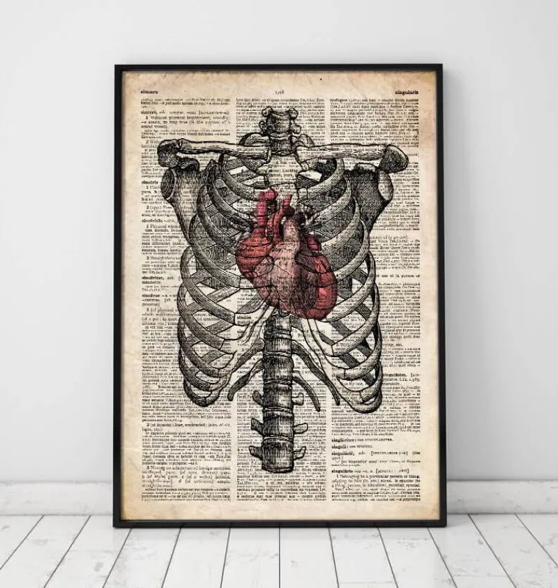 Codex Anatomicus Skull & Skeleton | Heart Anatomy^Heart and Rib cage - Old dictionary page