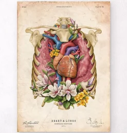 Codex Anatomicus Lungs Anatomy | Heart Anatomy^Heart, lungs and rib cage - Floral - Vintage
