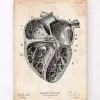 Codex Anatomicus Heart Anatomy^Heart section art print II
