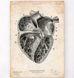 Codex Anatomicus Heart Anatomy^Heart section art print II