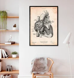 Codex Anatomicus Heart Anatomy^Heart section art print I