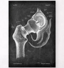 Codex Anatomicus Skull & Skeleton^Hip joint anatomy - Chalkboard