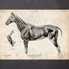 Codex Anatomicus Animal Anatomy^Horse anatomy II