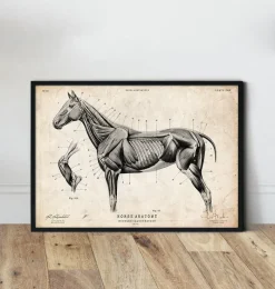 Codex Anatomicus Animal Anatomy^Horse anatomy II