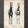 Codex Anatomicus Animal Anatomy^Horse anatomy III